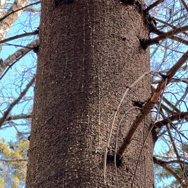 Early signs of bark beetles